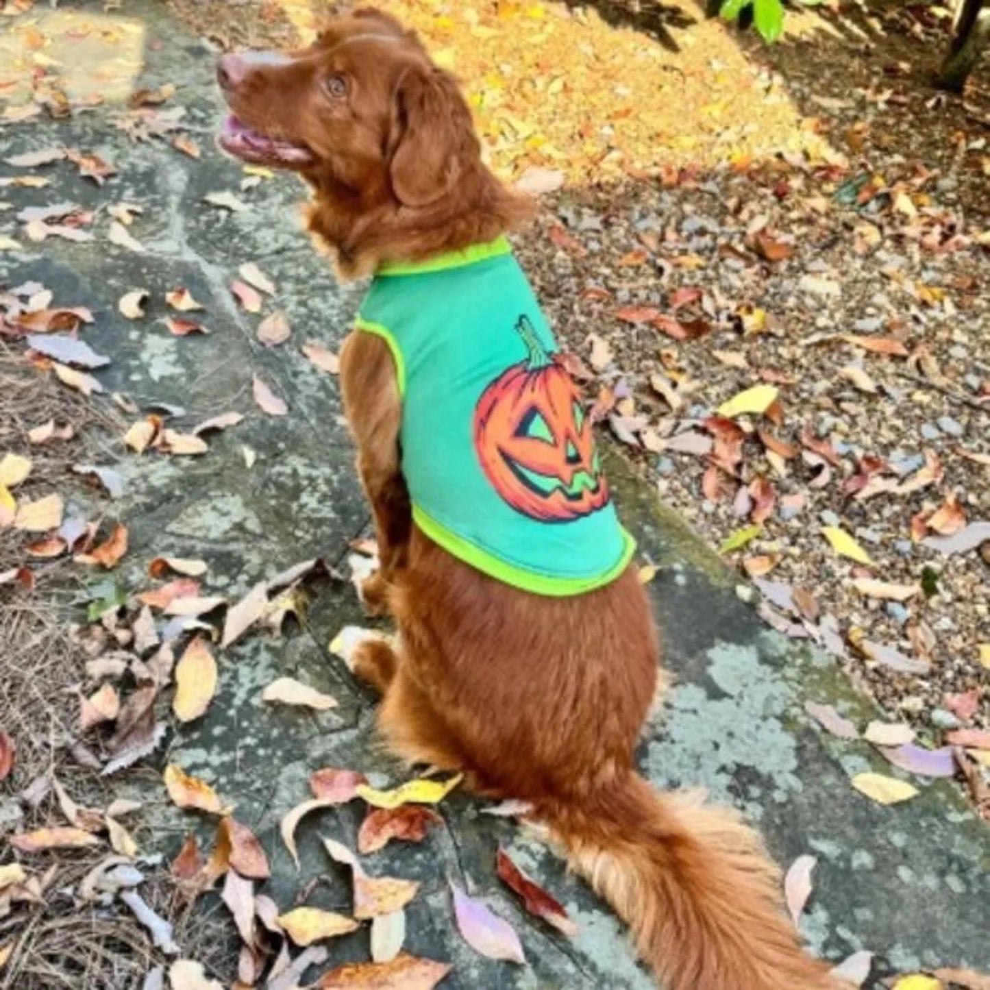 Halloween Retro Pumpkin Dog and Cat Sweatshirt - Hyde and EEK! Boutique™ - XL