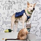 The Cuddle Collab Best Friends Dog Pet Collar - Green - Size S