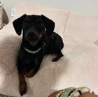 The Cuddle Collab Best Friends Dog Pet Collar - Green - Size S