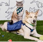 The Cuddle Collab Best Friends Dog Pet Collar - Green - Size S